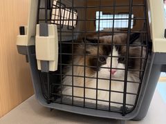 -瑞派·关忠动物医院·猫专科·犬专科(三环新城店)