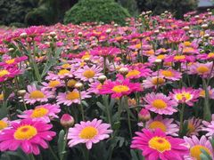 -松山湖梦幻百花洲