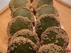 -外婆家(杭州马塍店)