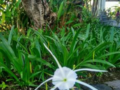 -金巴兰海滩烛光bbq