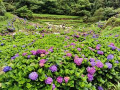 -鼓岭旅游度假区