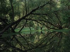 -上海共青森林公园