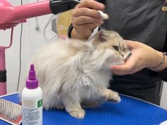 -瑞鹏宠物医院犬猫全科(真大分院)