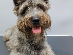 -1013 PET SHOP 宠物商店(近铁城市广场店)