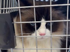 -瑞派康怡24h宠物医院·犬猫医疗中心·微创绝育(瑞景分院)