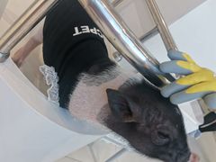 -怪兽屋·羊驼·猫咖·狗咖(俊华广场店)