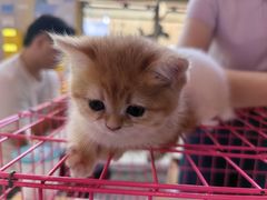 -万达广场(泰安泰山店)