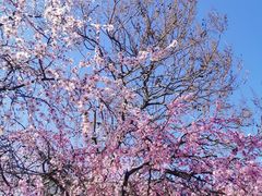 -桃花堤公园
