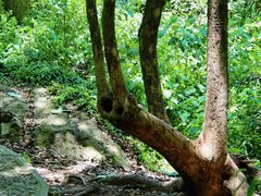 -上海佘山国家森林公园天马山园