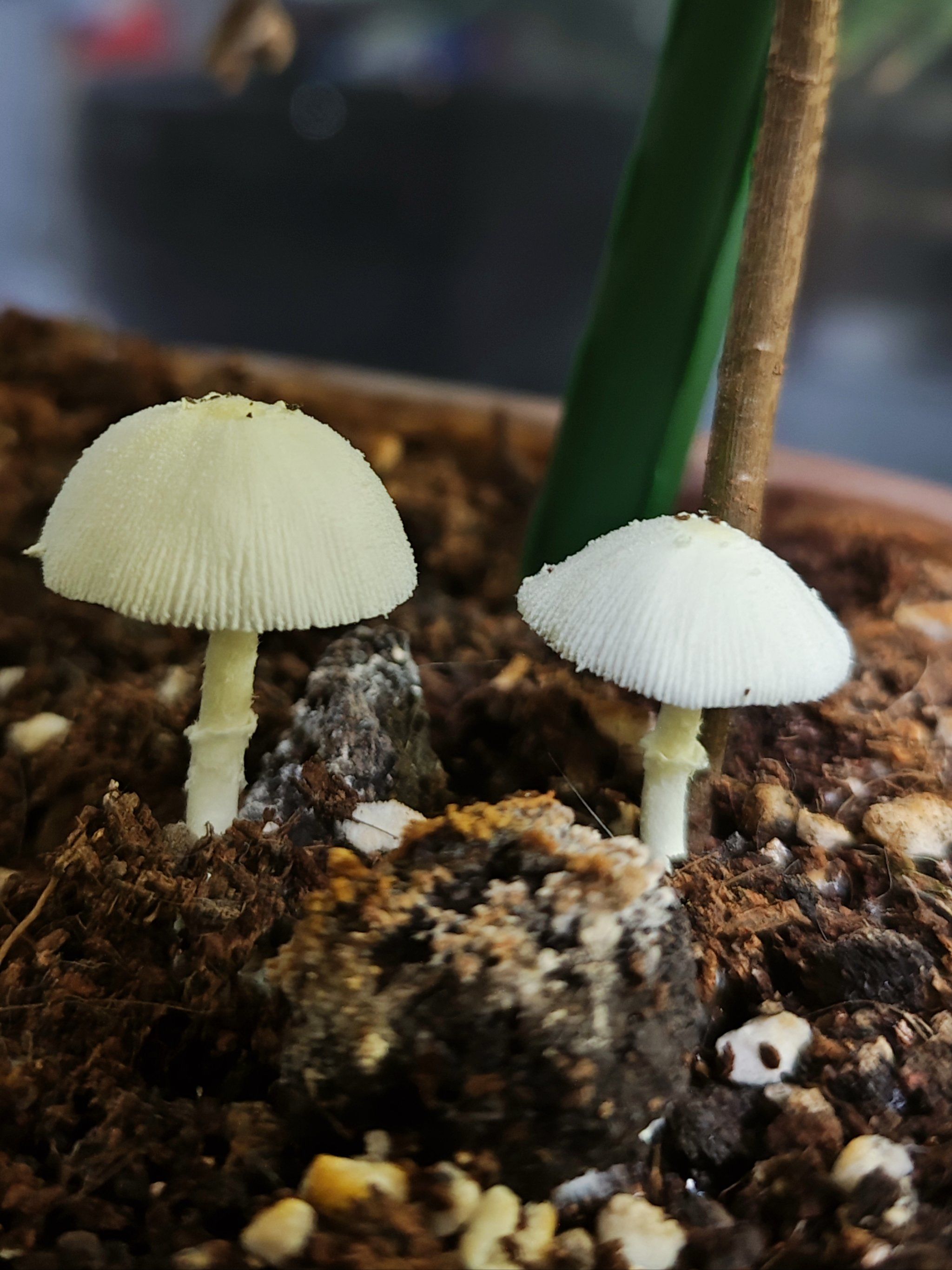 下了好几天的雨之后瞧瞧我在花盆里看到了什么
