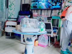 -明明手养鹦鹉(堤角花鸟宠物大世界店)