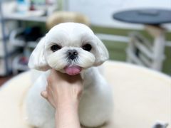 -鑫艺宠物美容培训学校