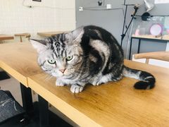 -平行世界·猫咖(首经贸店)