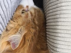 -美联众合动物医院·24h京西诊疗中心
