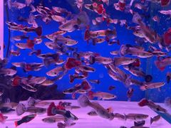 -三旗百汇商品城