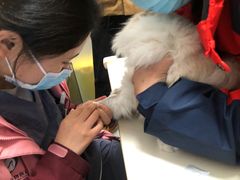 -伟伟宠物医院·瑞派猫友好医院·猫科(光谷店)