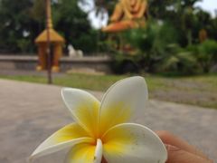 -西双版纳傣族园