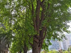 -四川大学(华西校区)