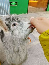 -神奇动物撸宠馆·羊驼·小浣熊·异宠(豫园店)