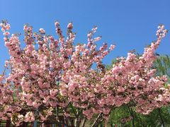 -石家庄市植物园