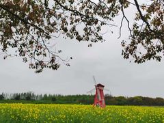 -上海都市菜园