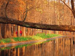 -上海共青森林公园