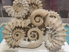 -青岛贝壳博物馆