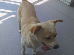 -瑞派宠物医院·犬猫全科·猫友好(宾水西道店)