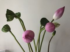-双季花艺园艺市场(浦东店)