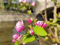 -海棠花溪(元大都城垣遗址公园)