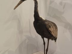 -四川大学博物馆