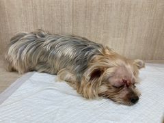 -北京观赏动物医院·24小时大型综合·猫专科·异宠专科