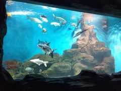 -石家庄海洋公园