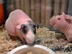 -逗柴町空中花园·雪橇三傻·柴犬柯基狗咖·猫咖·爬宠