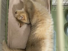 -天宠宠物医院24小时·急重症诊疗中心·全科·腔镜特色(和平分院)