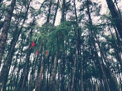 -硗碛藏寨·神木垒景区