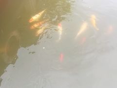 -司徒庙