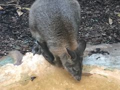 -费瑟代尔野生动物园