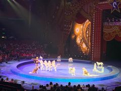 -珠海横琴长隆《卡卡虎奇遇记》