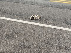 -东莞宠友24H宠物中心医院·转诊夜诊·异宠(新河北路院)