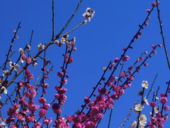 -杭州植物园