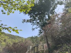 -木兰云雾山