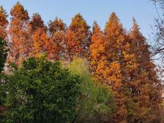 -八大山人梅湖景区