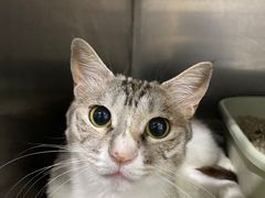 -瑞鹏宠物医院·爱宠堂·骨外专科(西荷分院)