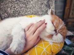 -喵屿·大理花园猫咖