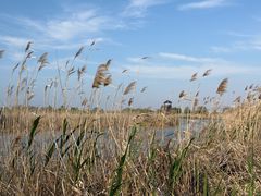 -盐城丹顶鹤湿地生态旅游区