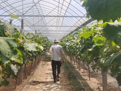 -马陆小张葡萄园农家乐