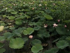 -荷塘月色湿地公园·向阳花洲