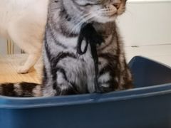 -平行世界·猫咖(首经贸店)