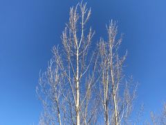 -野鸭湖国家湿地公园